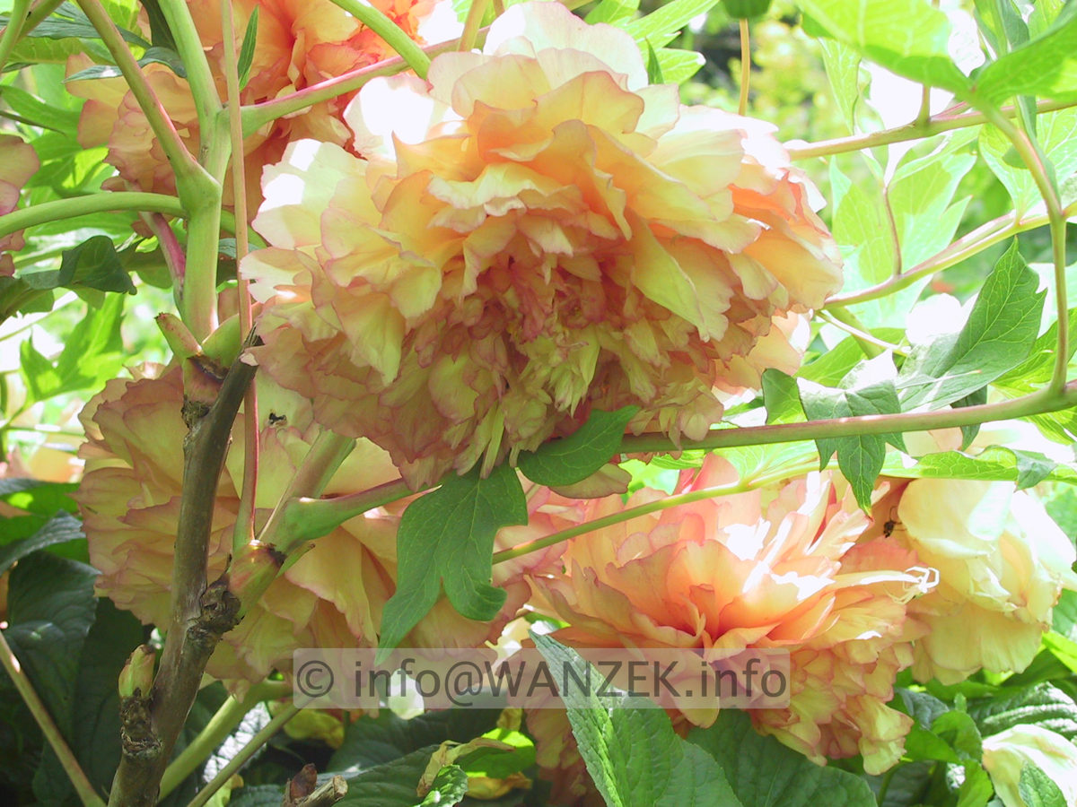 Paeonia suffruticosa - Strauchpaeonie.JPG